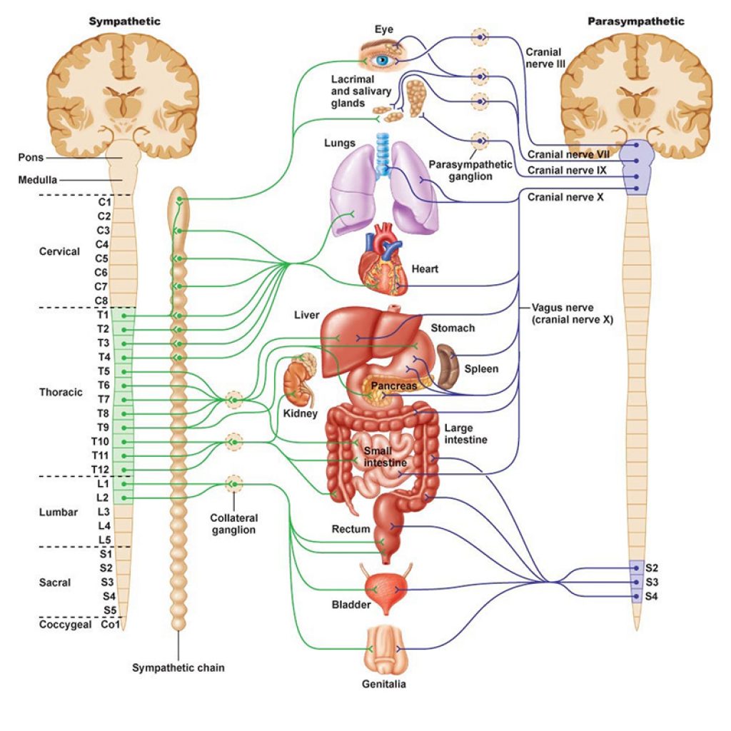 Медитация вегетативной системы. Вегетативная нервная система схема. Вегетативная нервная система анатомия схема. Симпатическая нервная система анатомия. Вегетативная нервная система атлас.